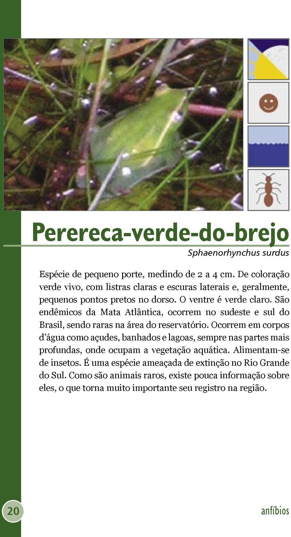 São endêmicos da Mata Atlântica, ocorrem no sudeste e sul do Brasil, sendo raras na área do reservatório.