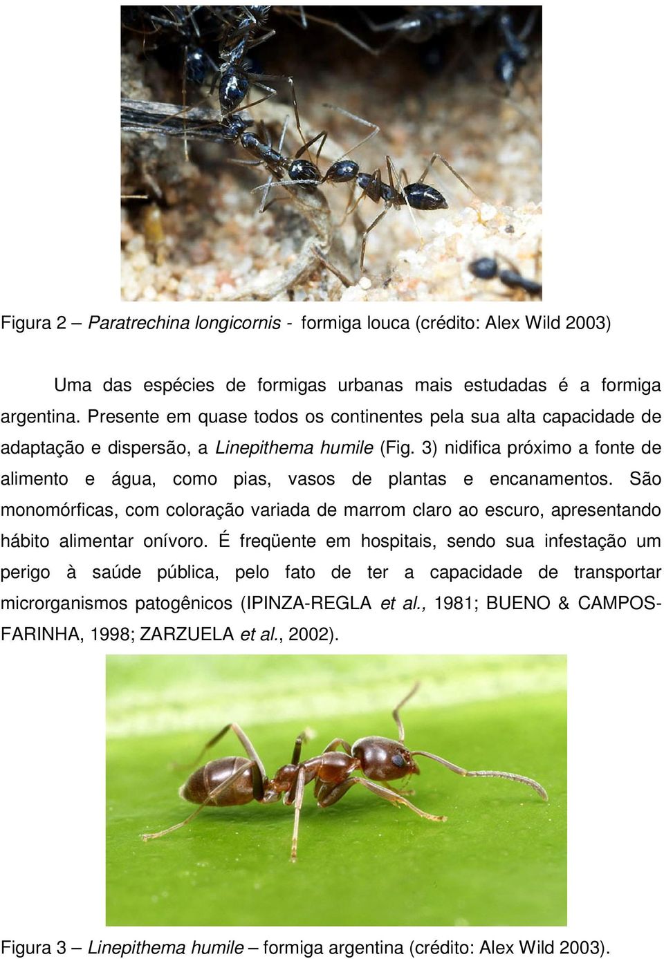 3) nidifica próximo a fonte de alimento e água, como pias, vasos de plantas e encanamentos.