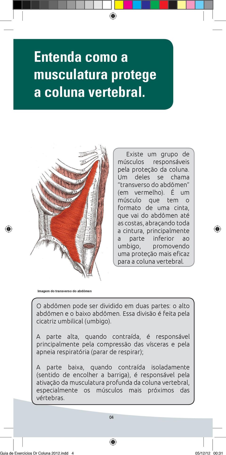 vertebral. Imagem do transverso do abdômen O abdômen pode ser dividido em duas partes: o alto abdômen e o baixo abdômen. Essa divisão é feita pela cicatriz umbilical (umbigo).