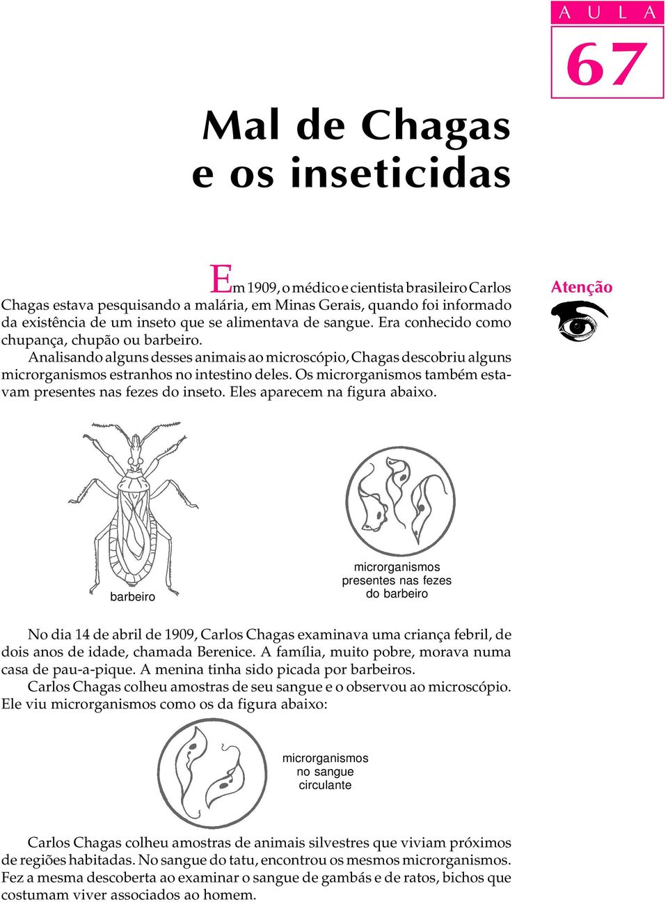 Os microrganismos também estavam presentes nas fezes do inseto. Eles aparecem na figura abaixo.