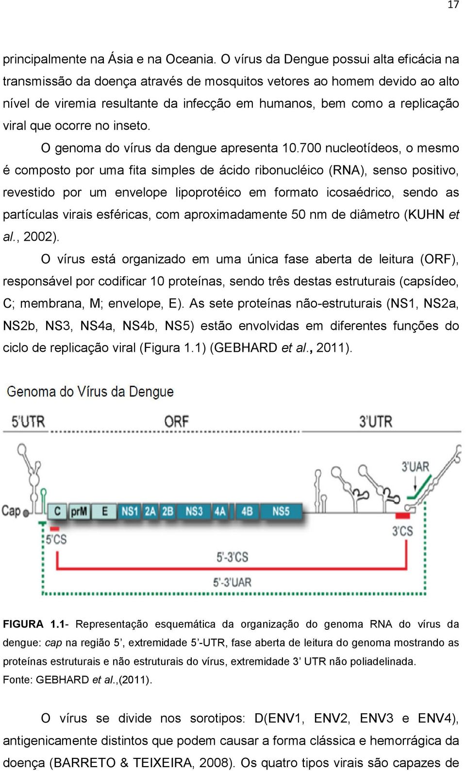 que ocorre no inseto. O genoma do vírus da dengue apresenta 10.