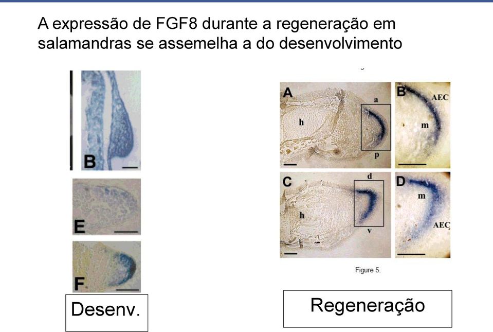 salamandras se assemelha a