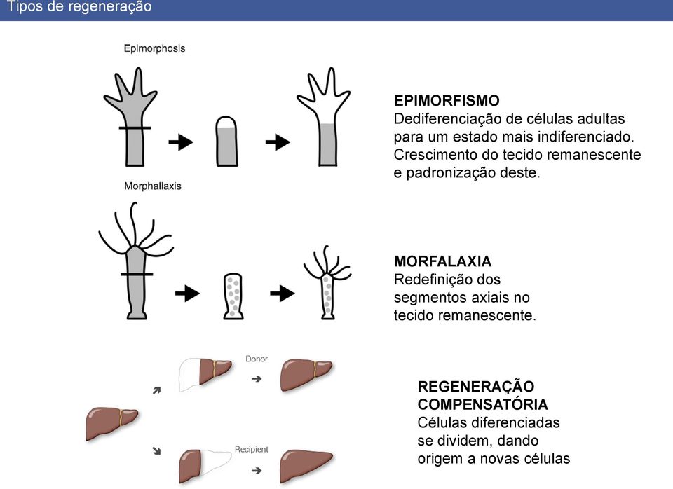 Crescimento do tecido remanescente e padronização deste.