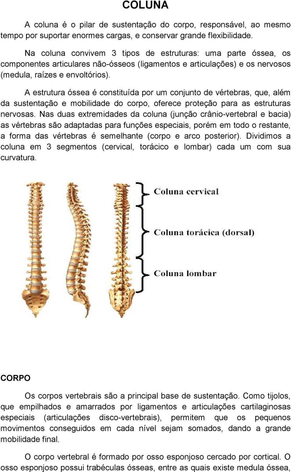 A estrutura óssea é constituída por um conjunto de vértebras, que, além da sustentação e mobilidade do corpo, oferece proteção para as estruturas nervosas.