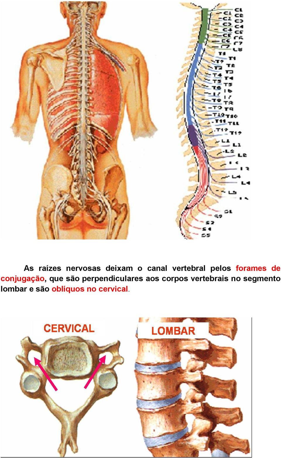 que são perpendiculares aos corpos