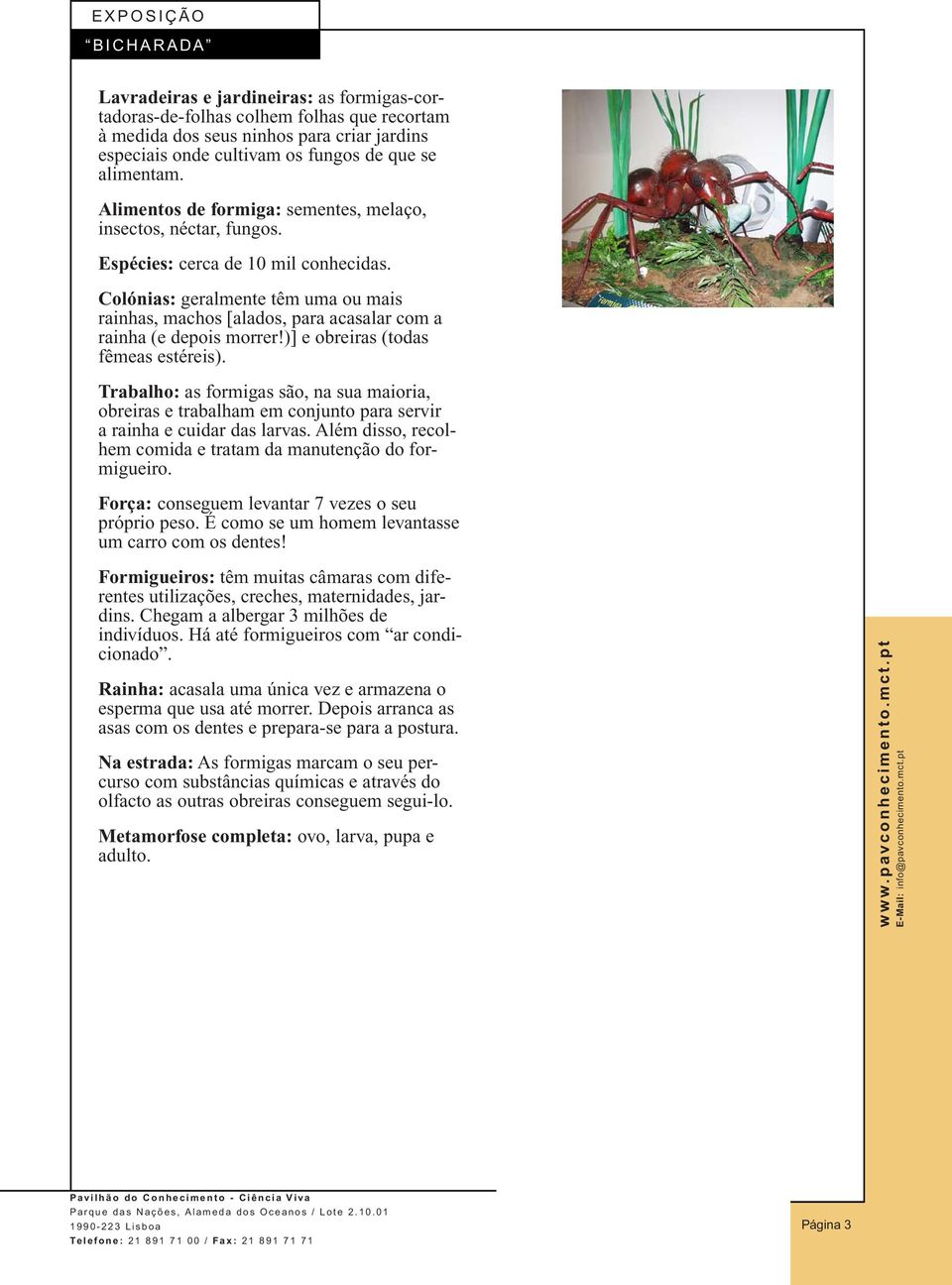 Colónias: geralmente têm uma ou mais rainhas, machos [alados, para acasalar com a rainha (e depois morrer!)] e obreiras (todas fêmeas estéreis).