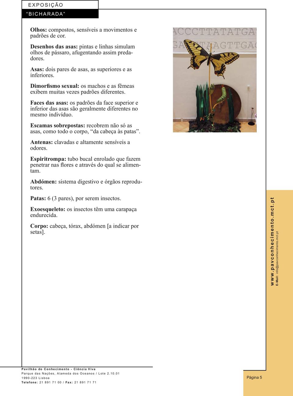 Faces das asas: os padrões da face superior e inferior das asas são geralmente diferentes no mesmo indivíduo. Escamas sobrepostas: recobrem não só as asas, como todo o corpo, da cabeça às patas.