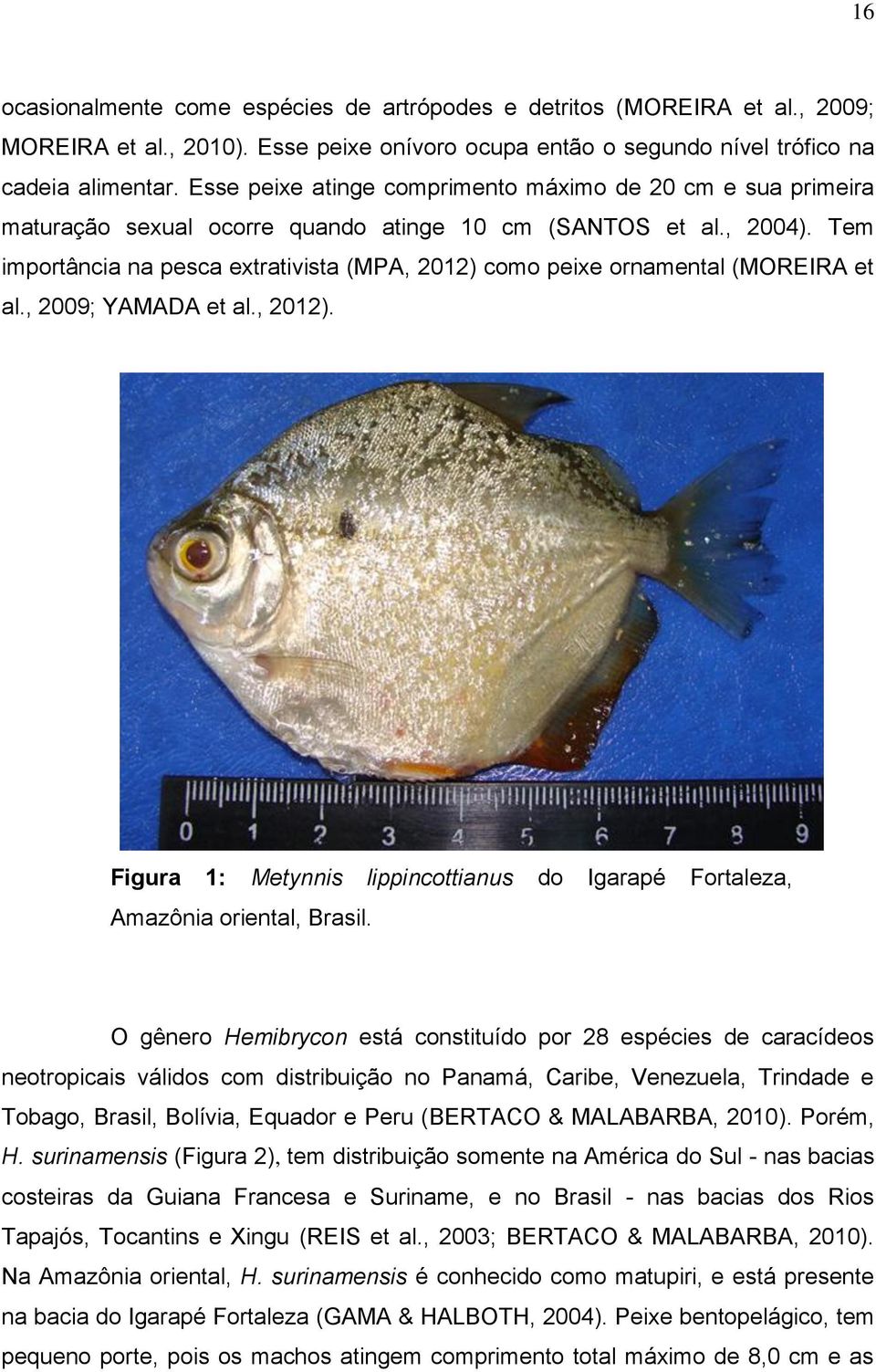 Tem importância na pesca extrativista (MPA, 2012) como peixe ornamental (MOREIRA et al., 2009; YAMADA et al., 2012). Figura 1: Metynnis lippincottianus do Igarapé Fortaleza, Amazônia oriental, Brasil.