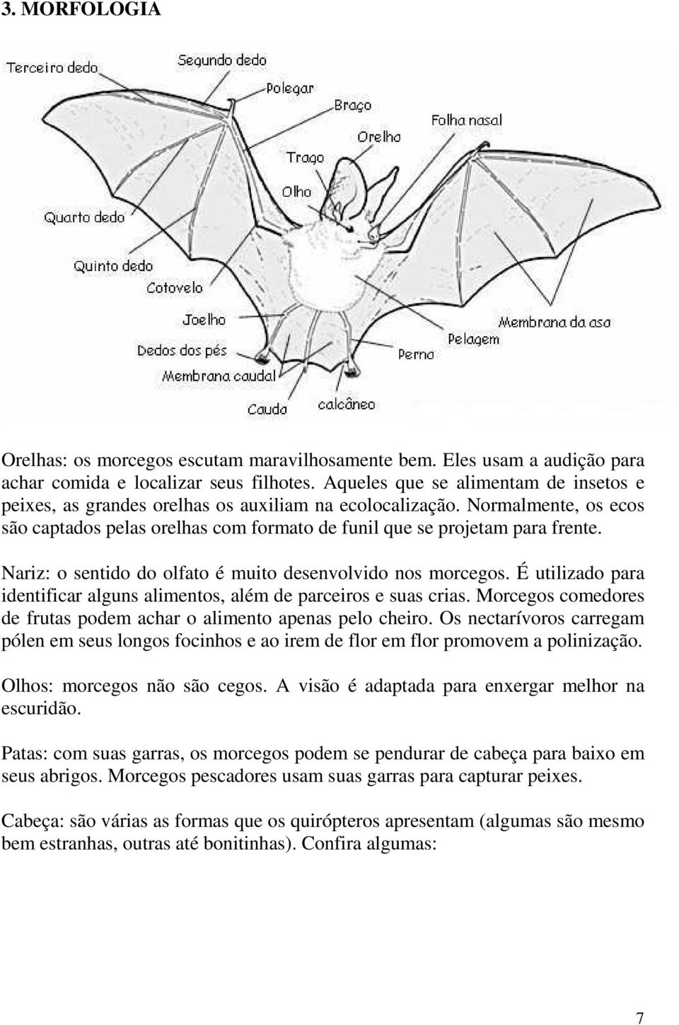 Nariz: o sentido do olfato é muito desenvolvido nos morcegos. É utilizado para identificar alguns alimentos, além de parceiros e suas crias.