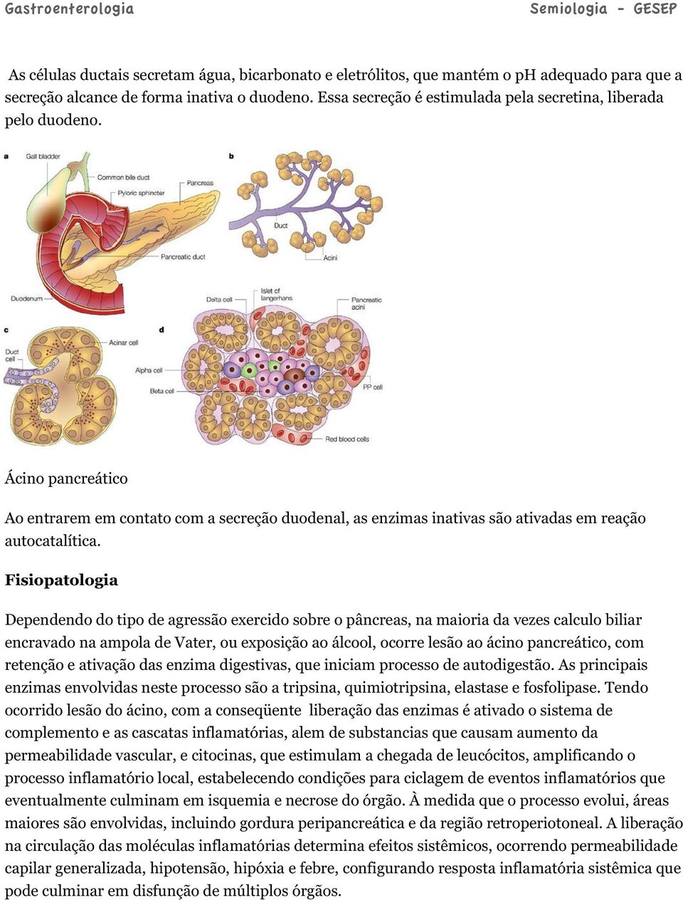 Fisiopatologia Dependendo do tipo de agressão exercido sobre o pâncreas, na maioria da vezes calculo biliar encravado na ampola de Vater, ou exposição ao álcool, ocorre lesão ao ácino pancreático,