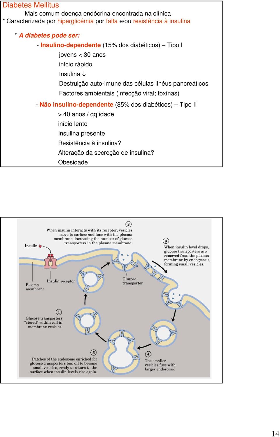 auto-imune das células ilhéus pancreáticos Factores ambientais (infecção viral; toxinas) - Não insulino-dependente (85% dos