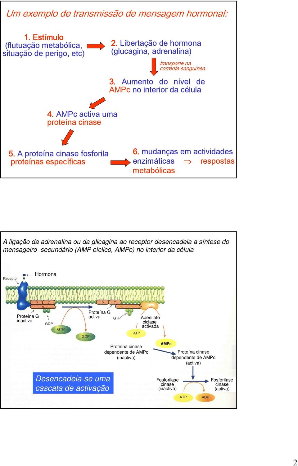 mudanças em actividades enzimáticas respostas metabólicas A ligação da adrenalina ou da glicagina ao receptor desencadeia a síntese do mensageiro secundário (AMP cíclico, AMPc) no interior da célula