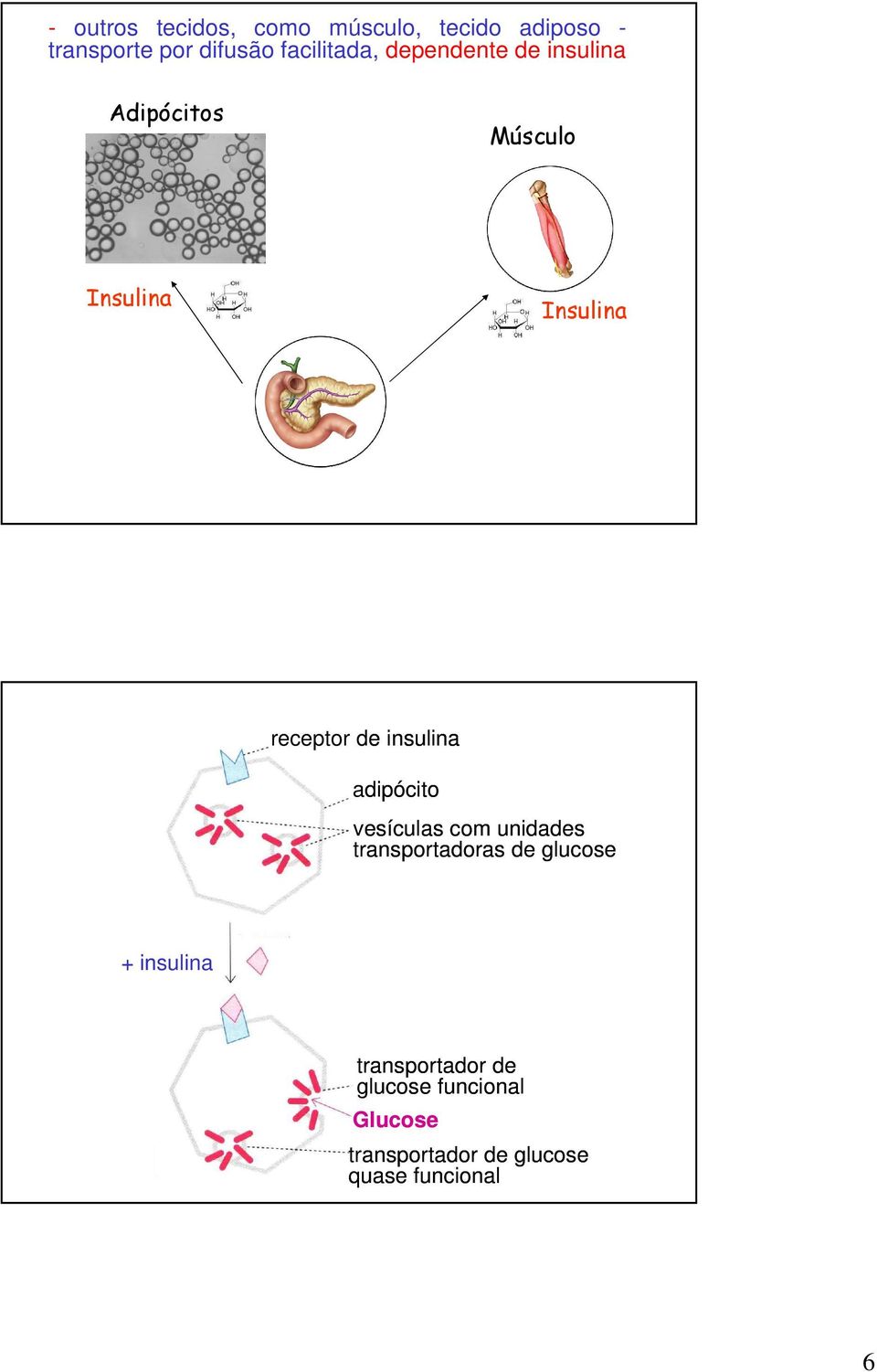 de insulina adipócito vesículas com unidades transportadoras de glucose +