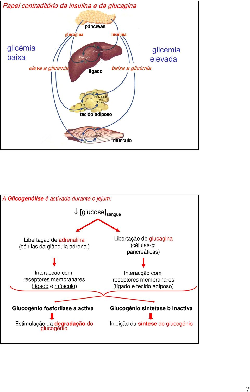 Libertação de glucagina (células-α pancreáticas) Interacção com receptores membranares (fígado e músculo) Interacção com receptores membranares