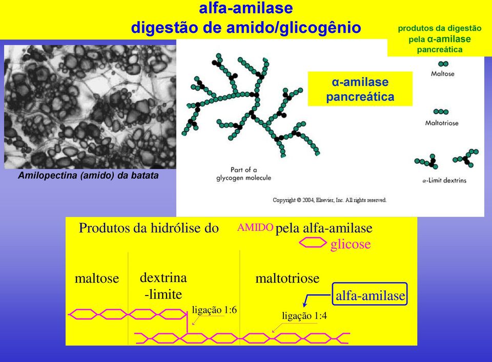 batata Produtos da hidrólise do AMIDO pela alfa-amilase glicose