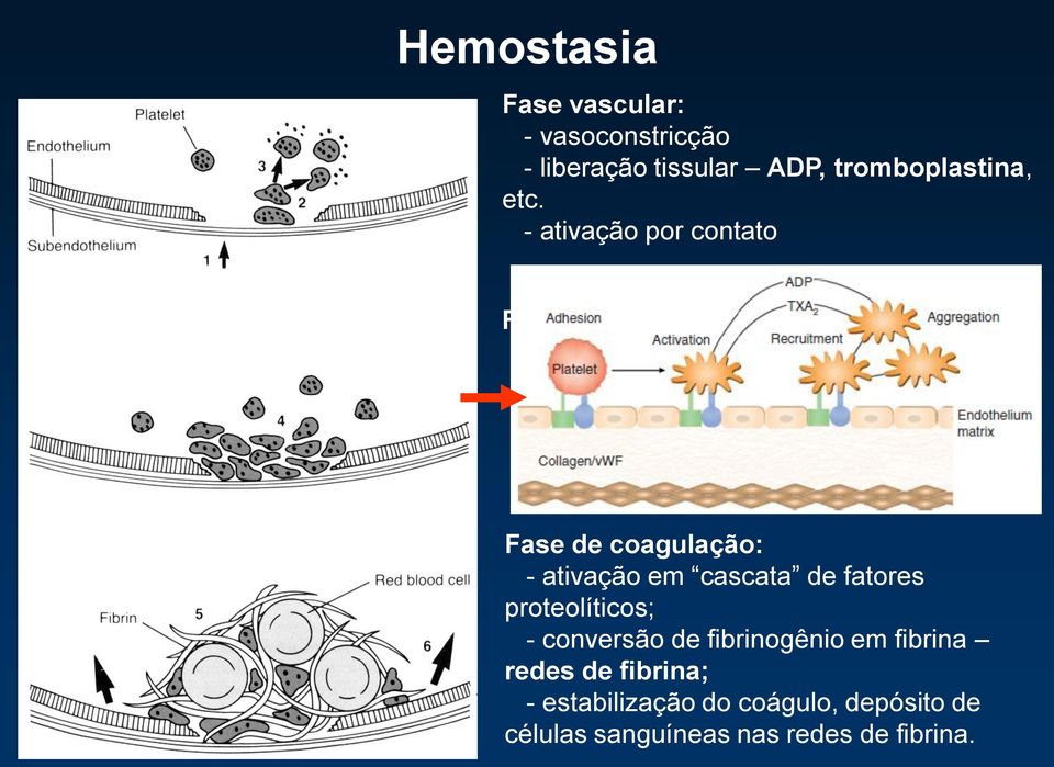 liberação; - agregação PAF, ADP, TXA2, serotonina Fase de coagulação: - ativação em cascata de fatores