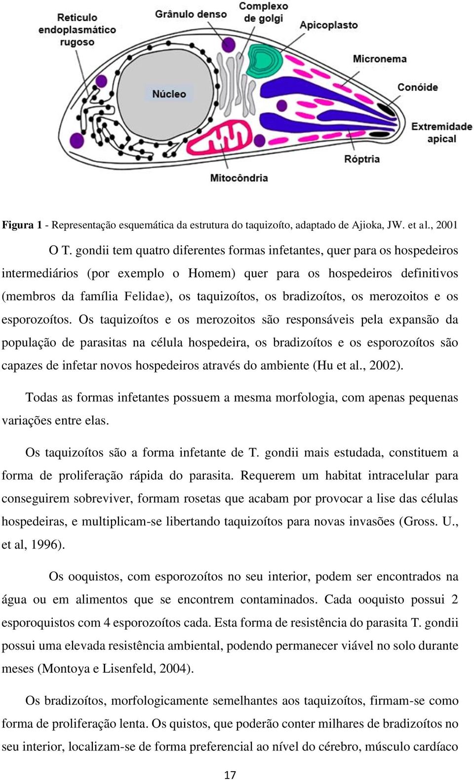 bradizoítos, os merozoitos e os esporozoítos.