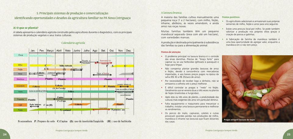 Calendário agrícola A lavoura branca: A maioria das famílias cultiva manualmente uma pequena roça (1 a 2 hectares), com milho, feijão, inhame, abóbora, às vezes amendoim, e ainda arroz nas roças