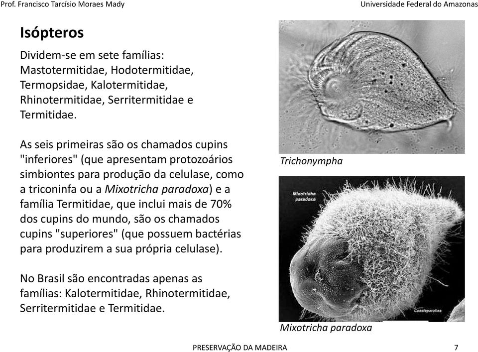 Mixotrichaparadoxa) e a família Termitidae, que inclui mais de 70% dos cupins do mundo, são os chamados cupins "superiores" (que possuem bactérias para