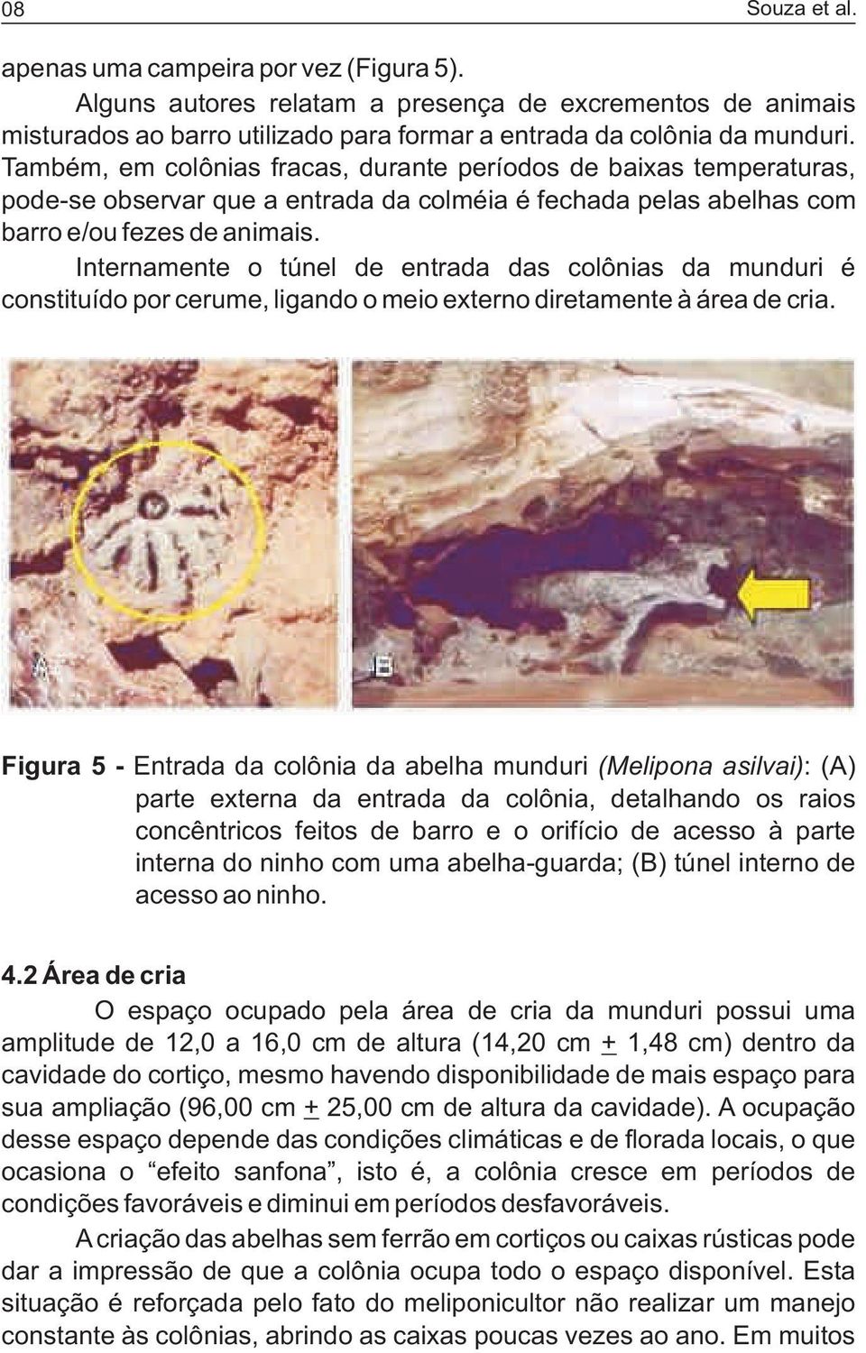 Internamente o túnel de entrada das colônias da munduri é constituído por cerume, ligando o meio externo diretamente à área de cria.