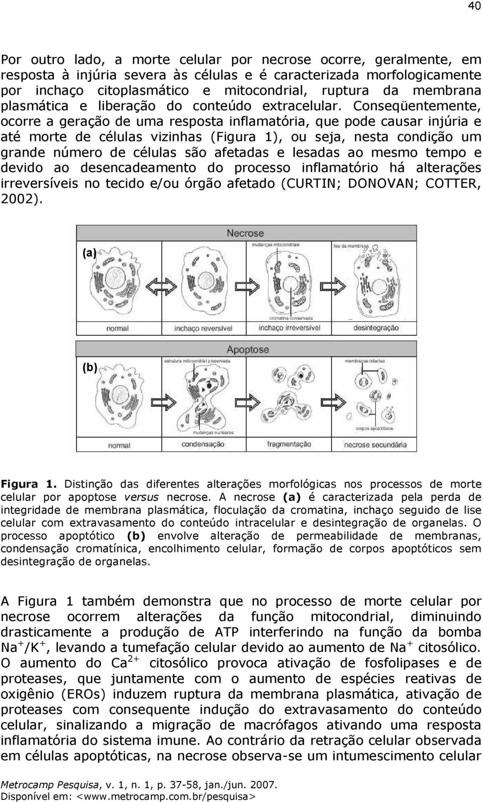 Conseqüentemente, ocorre a geração de uma resposta inflamatória, que pode causar injúria e até morte de células vizinhas (Figura 1), ou seja, nesta condição um grande número de células são afetadas e