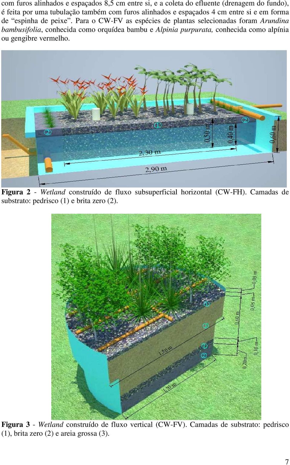 Para o CW-FV as espécies de plantas selecionadas foram Arundina bambusifolia, conhecida como orquídea bambu e Alpinia purpurata, conhecida como alpínia ou