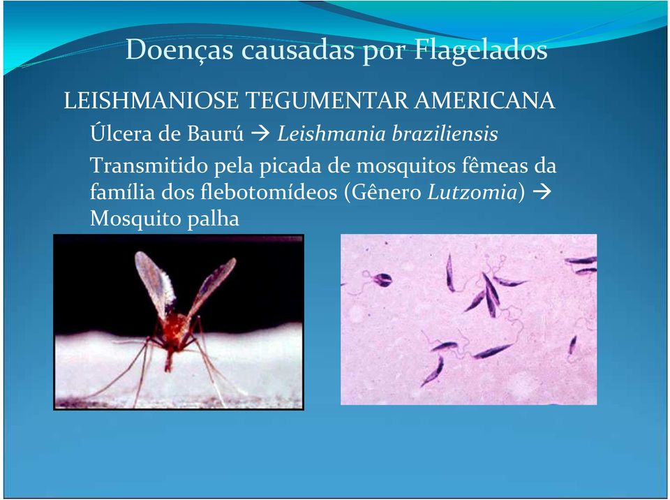 braziliensis Transmitido pela picada de mosquitos