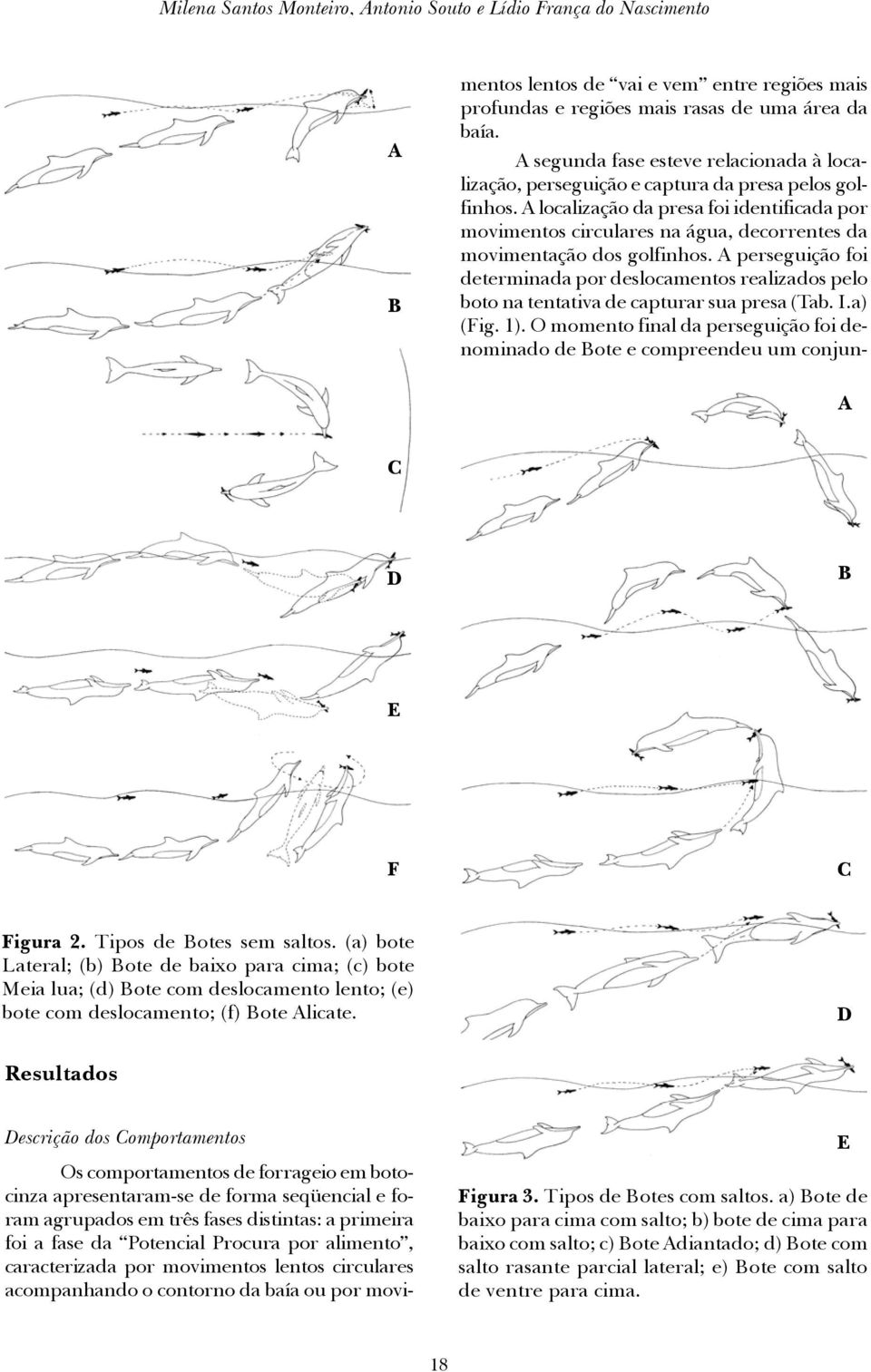 A localização da presa foi identificada por movimentos circulares na água, decorrentes da movimentação dos golfinhos.