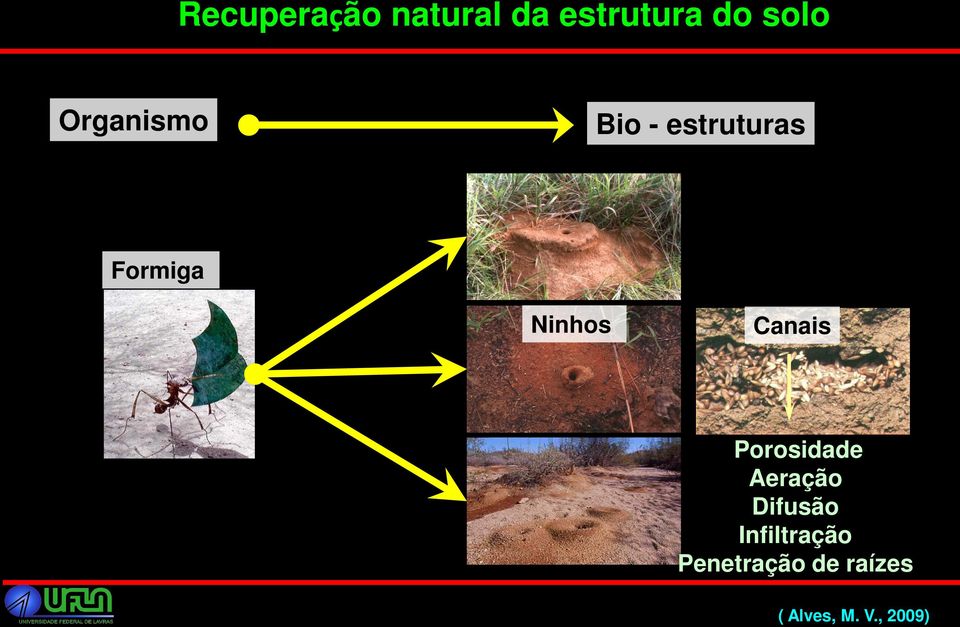 , 2009) Organismo Bio - estruturas Formiga