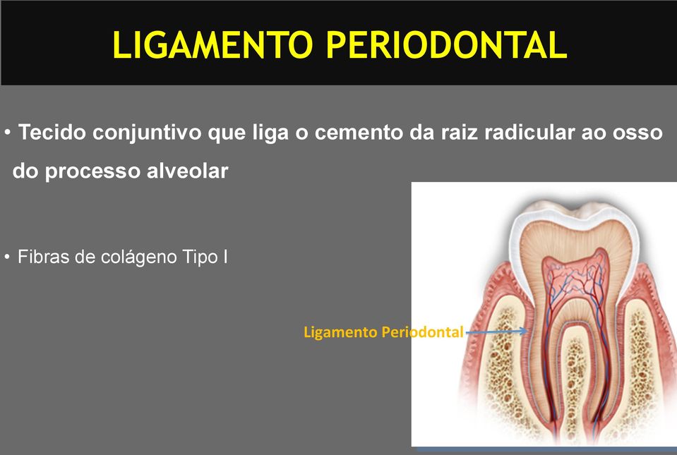 radicular ao osso do processo alveolar