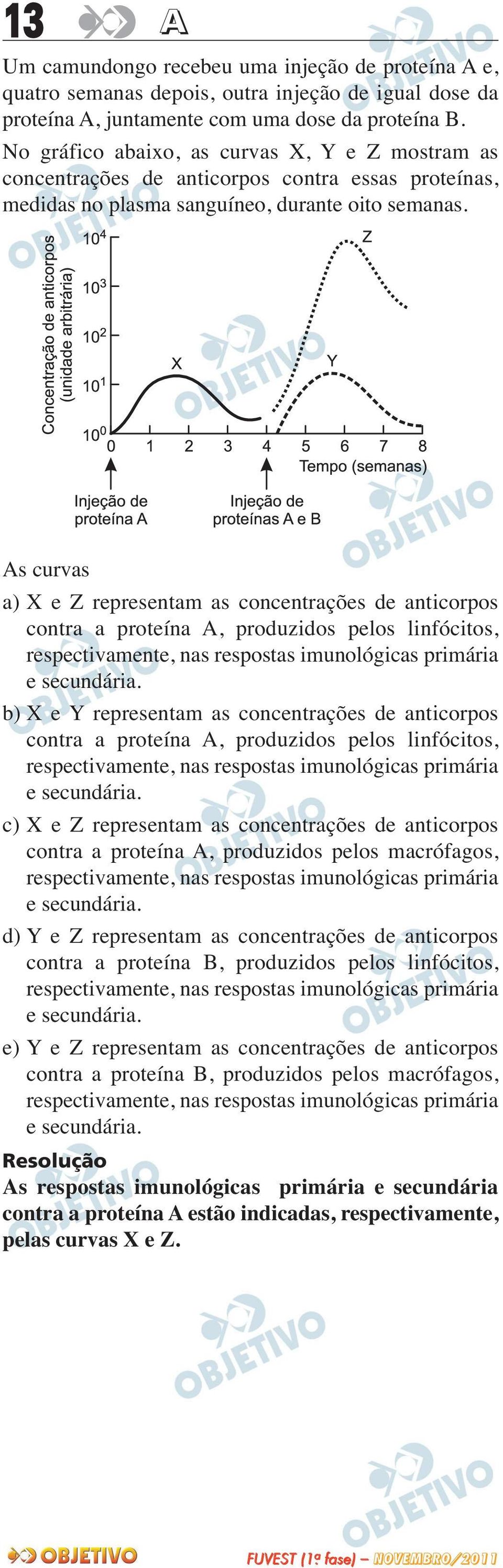 As curvas a) X e Z representam as concentrações de anticorpos contra a proteína A, produzidos pelos linfócitos, respectivamente, nas respostas imunológicas primária e secundária.