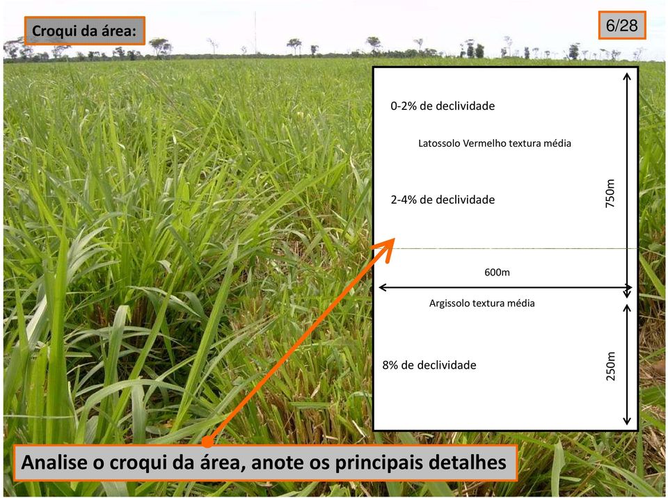 600m Argissolo textura média 8% de declividade 250m