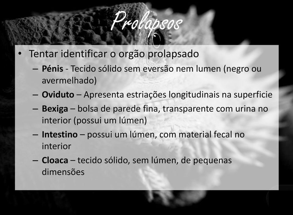 bolsa de parede fina, transparente com urina no interior (possui um lúmen) Intestino possui