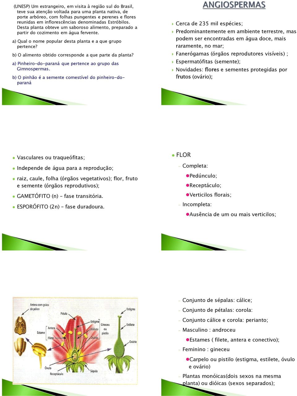 b) O alimento obtido corresponde a que parte da planta? a) Pinheiro-do-paraná que pertence ao grupo das Gimnospermas.