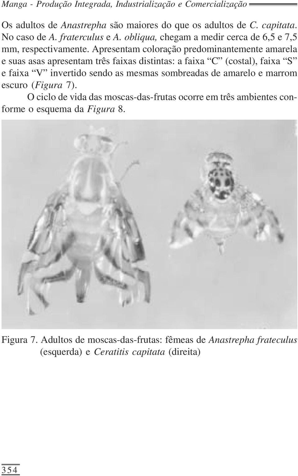 Apresentam coloração predominantemente amarela e suas asas apresentam três faixas distintas: a faixa C (costal), faixa S e faixa V invertido sendo as mesmas