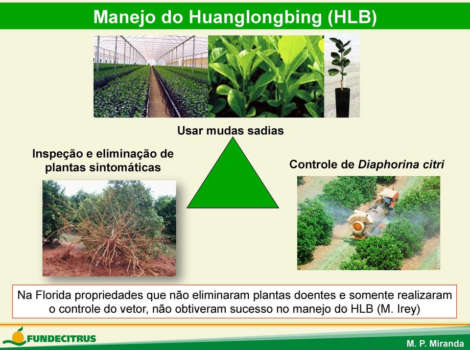 Florida propriedades que não eliminaram plantas doentes e somente