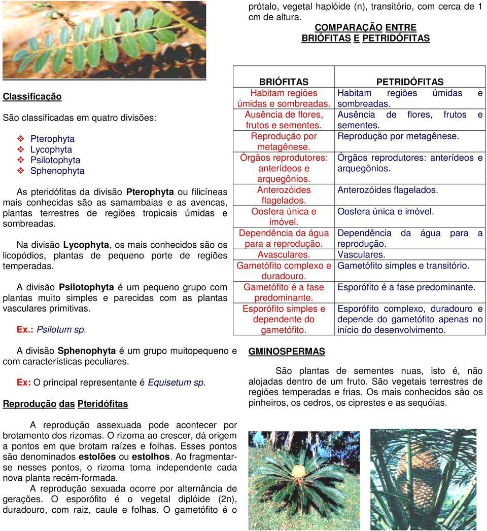 conhecidas são as samambaias e as avencas, plantas terrestres de regiões tropicais úmidas e sombreadas.