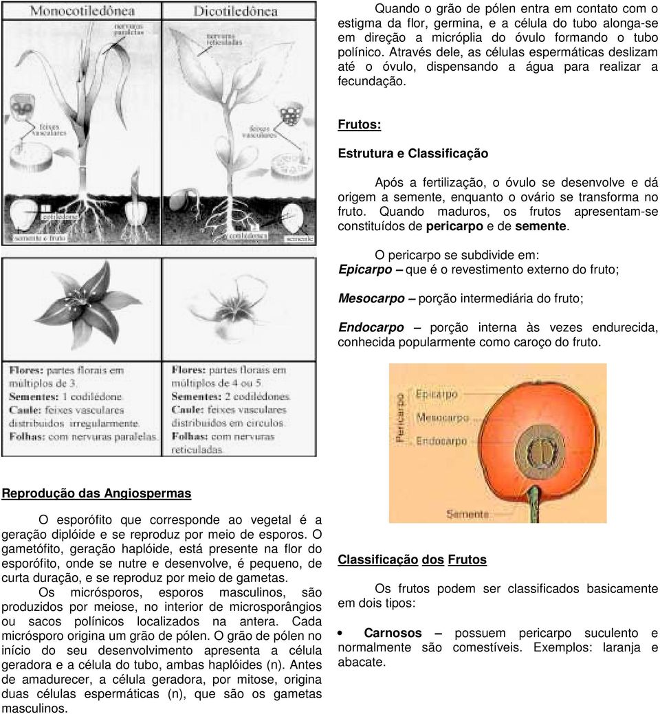 Frutos: Estrutura e Classificação Após a fertilização, o óvulo se desenvolve e dá origem a semente, enquanto o ovário se transforma no fruto.