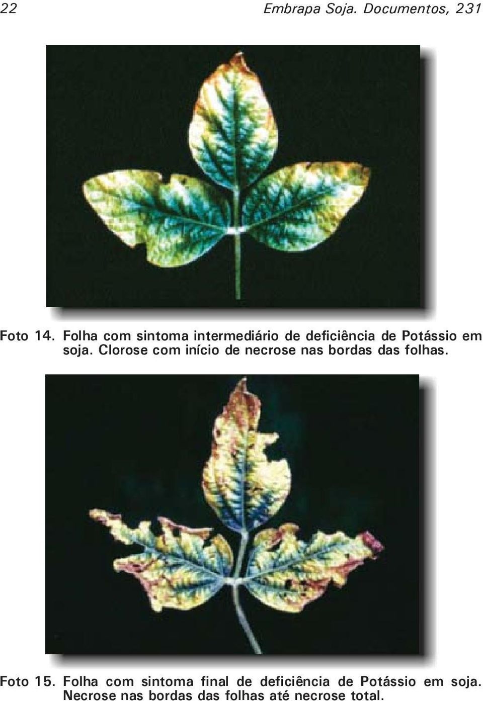 Clorose com início de necrose nas bordas das folhas. Foto 15.