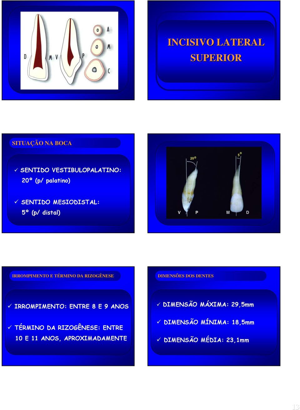 DIMENSÕES DOS DENTES IRROMPIMENTO: ENTRE 8 E 9 ANOS TÉRMINO DA RIZOGÊNESE: ENTRE 10 E