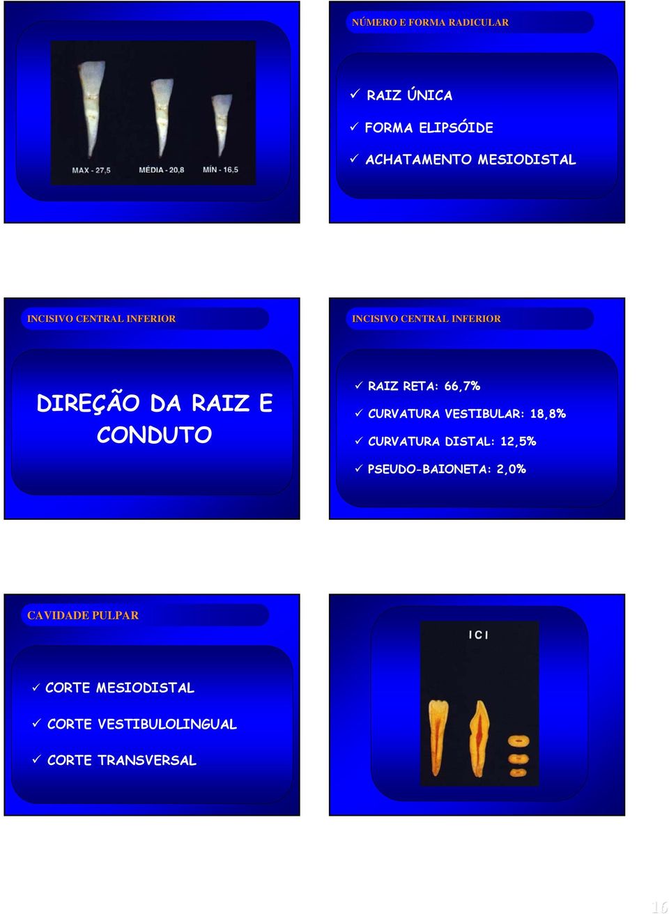 RAIZ RETA: 66,7% CURVATURA VESTIBULAR: 18,8% CURVATURA DISTAL: 12,5%