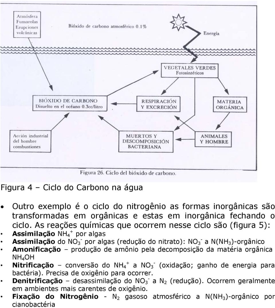 produção de amônio pela decomposição da matéria orgânica NH 4 OH Nitrificação conversão do NH + 4 a NO - 3 (oxidação; ganho de energia para bactéria). Precisa de oxigênio para ocorrer.