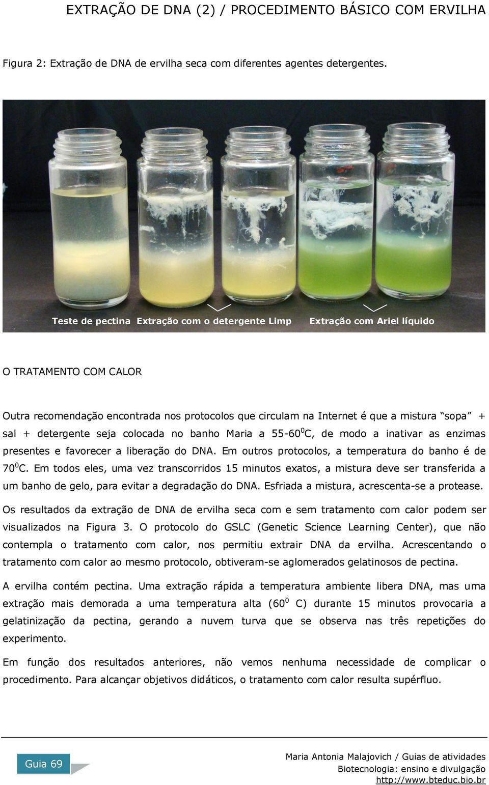 detergente seja colocada no banho Maria a 55-60 0 C, de modo a inativar as enzimas presentes e favorecer a liberação do DNA. Em outros protocolos, a temperatura do banho é de 70 0 C.