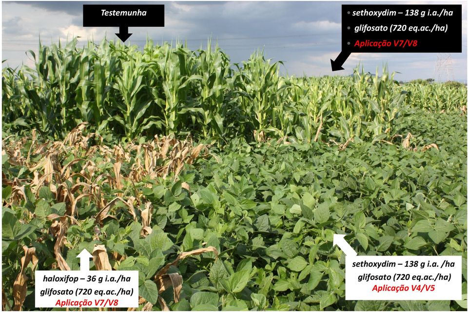 ac./ha) Aplicação V7/V8 sethoxydim 138 g i.a. /ha glifosato (720 eq.