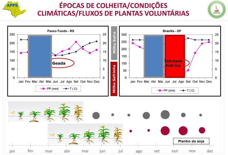 Milho Safra 300 250 200 150 100 50 0 Brasilia - DF Estresse hídrico Jan Fev Mar Abr Mai Jun Jul Ago Set