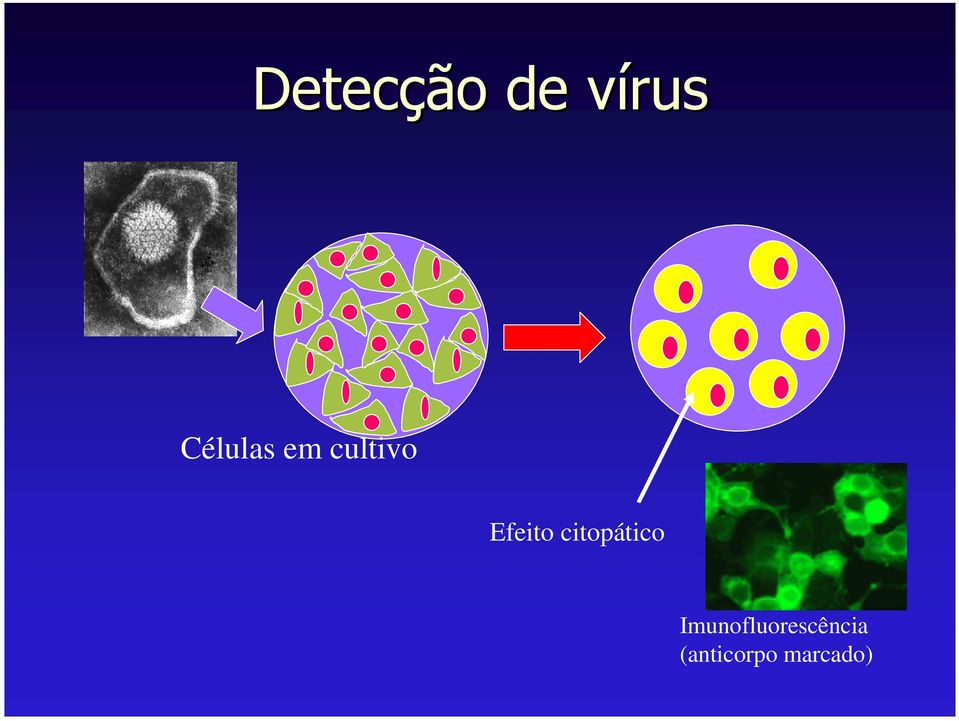 Efeito citopático