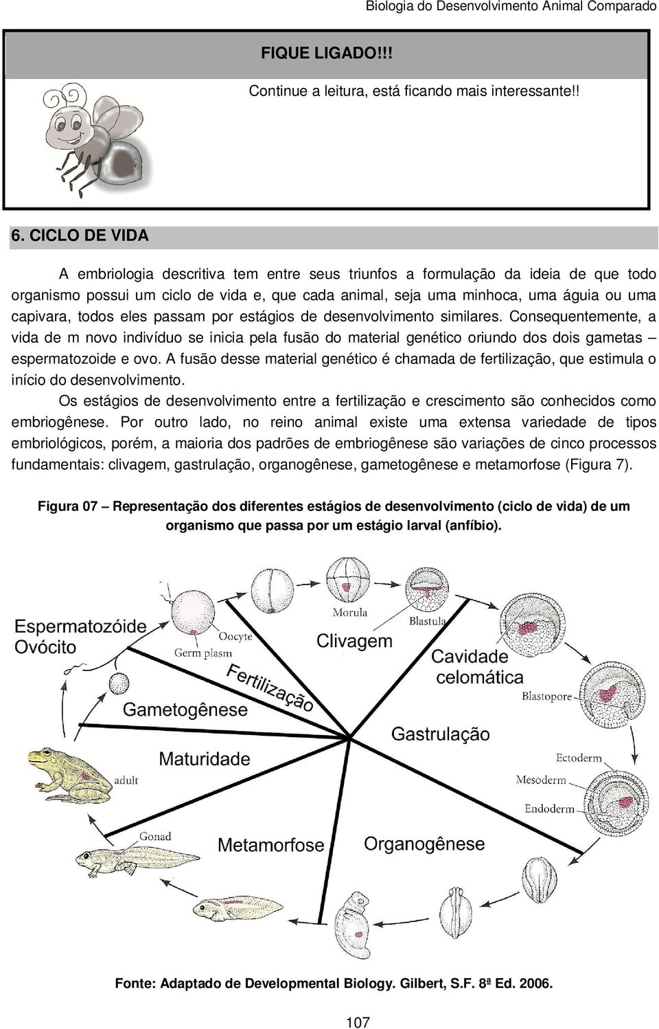 todos eles passam por estágios de desenvolvimento similares. Consequentemente, a vida de m novo indivíduo se inicia pela fusão do material genético oriundo dos dois gametas espermatozoide e ovo.