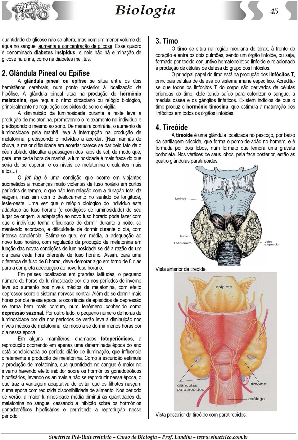 Glândula Pineal ou Epífise A glândula pineal ou epífise se situa entre os dois hemisférios cerebrais, num ponto posterior à localização da hipófise.