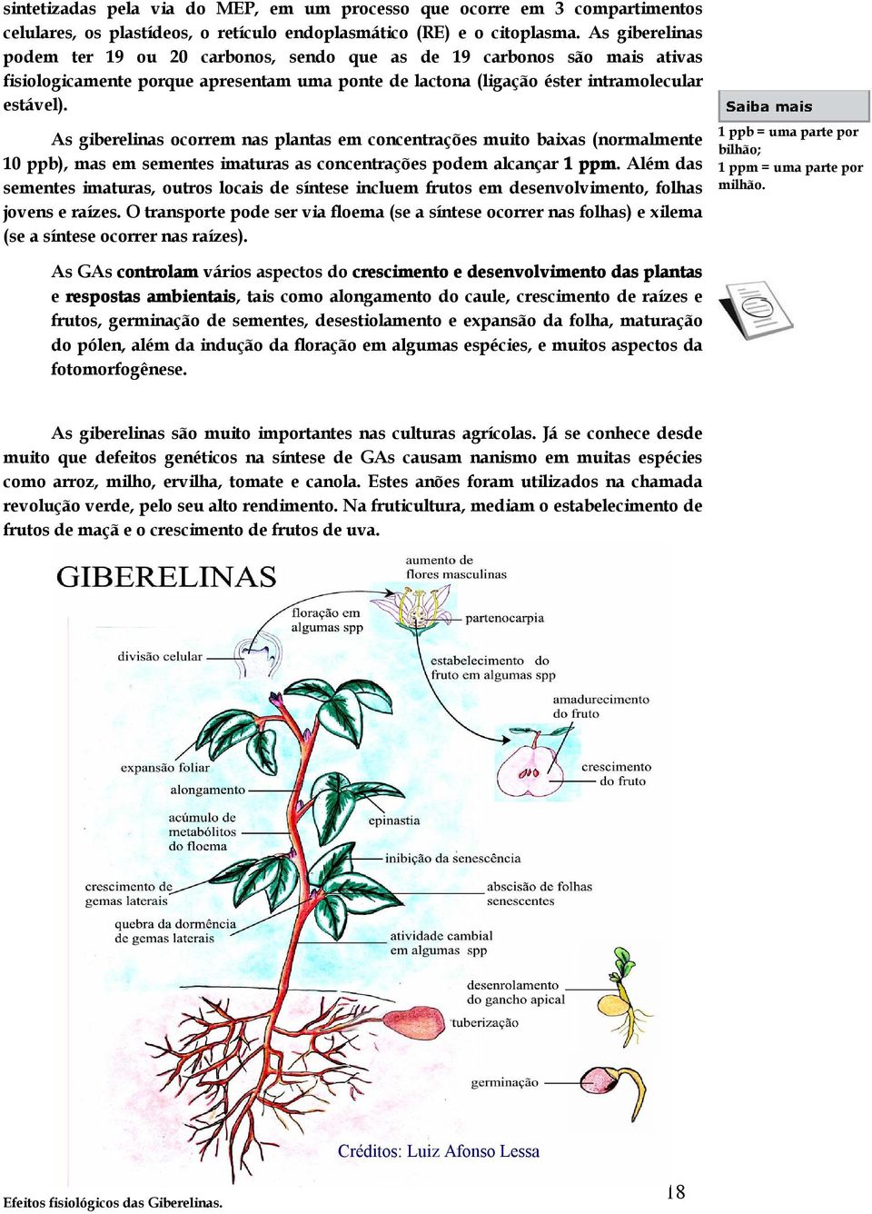 As giberelinas ocorrem nas plantas em concentrações muito baixas (normalmente 10 ppb), mas em sementes imaturas as concentrações podem alcançar 1 ppm.