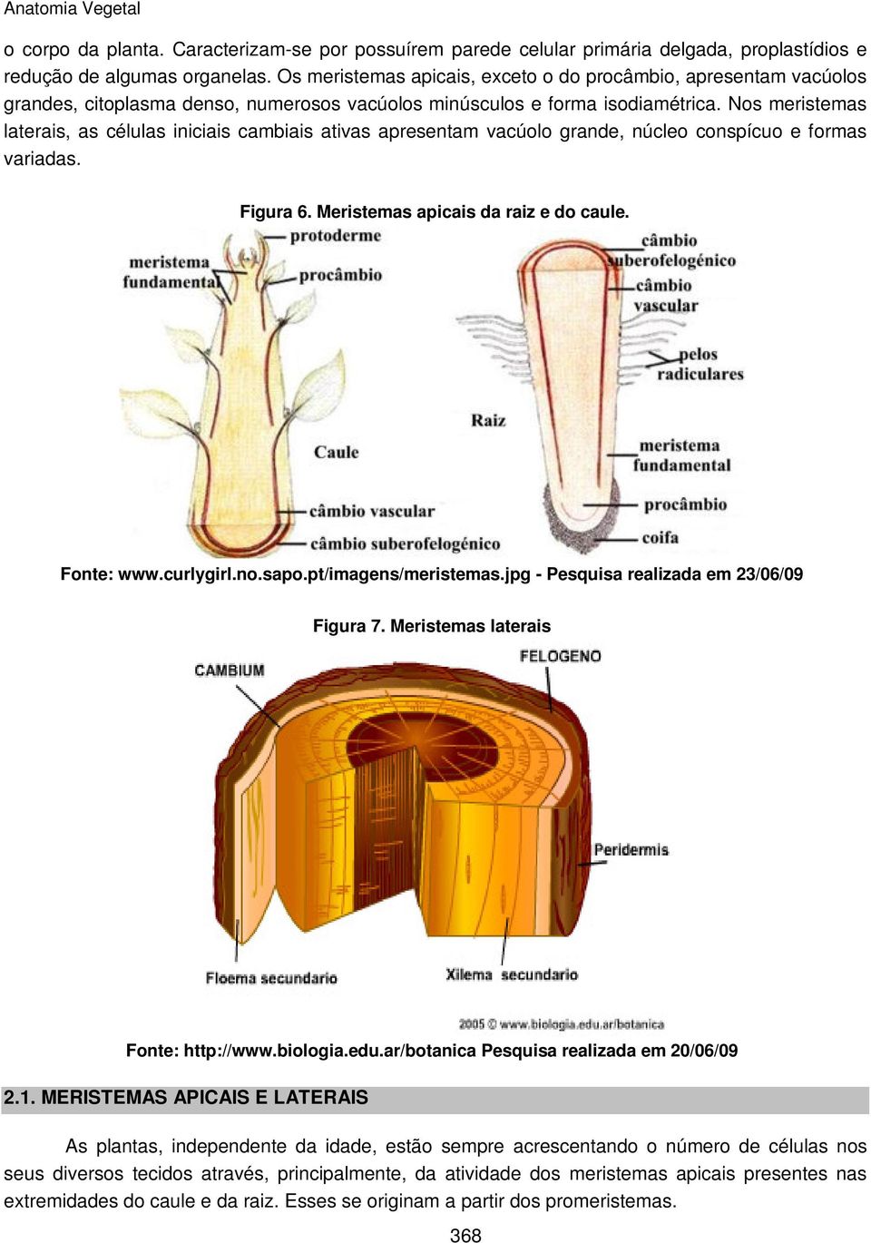 Nos meristemas laterais, as células iniciais cambiais ativas apresentam vacúolo grande, núcleo conspícuo e formas variadas. Figura 6. Meristemas apicais da raiz e do caule. Fonte: www.curlygirl.no.